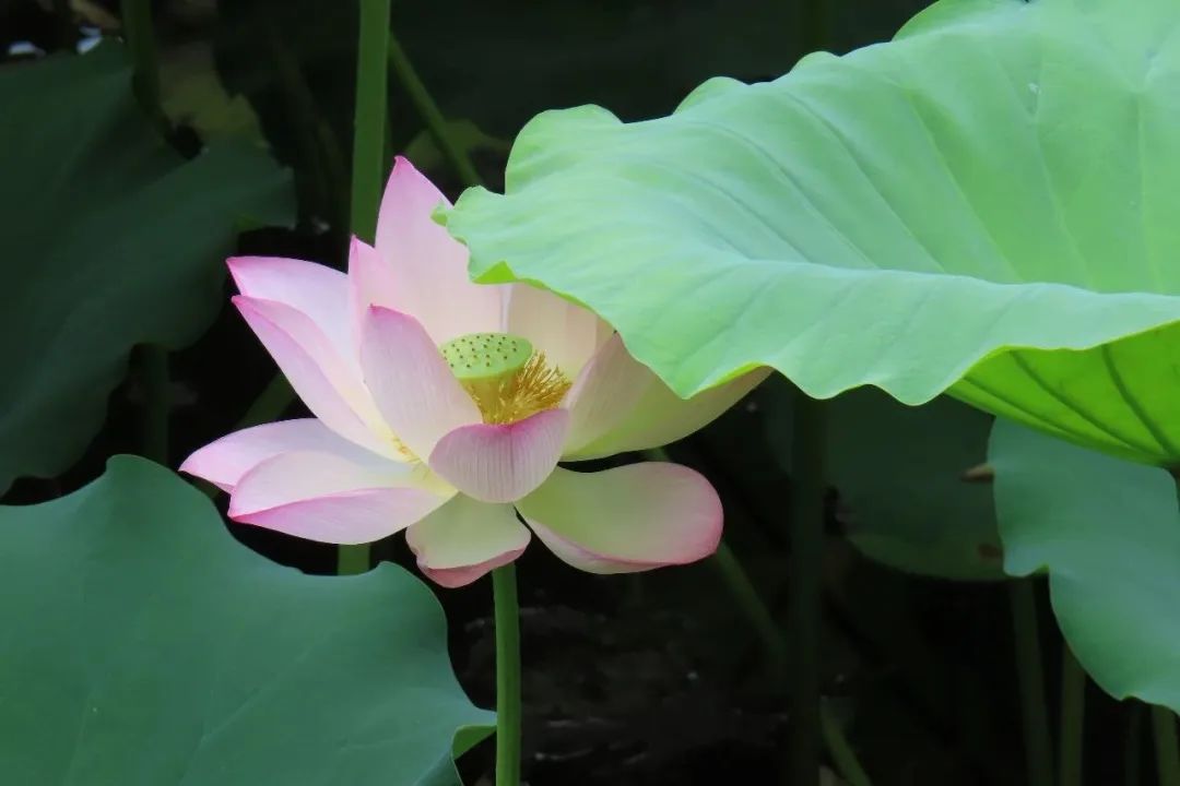 DƬ